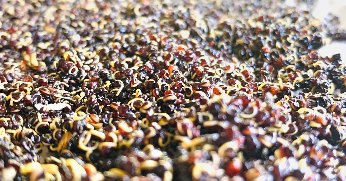 Thermomix recipe: Puffed Crunchy Quinoa | Tenina.com
